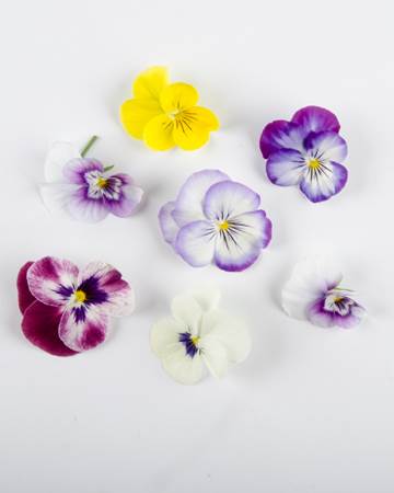 Edible-Flower-Viola-Mix-Isolated